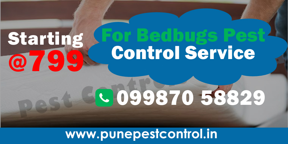 Bedbugs Pest Control